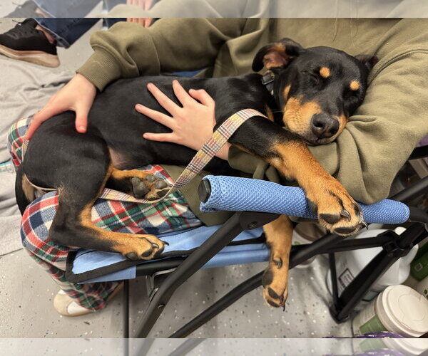 Medium Photo #2 Mutt Puppy For Sale in Brooklyn Center, MN, USA