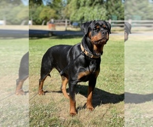 Mother of the Rottweiler puppies born on 10/20/2023