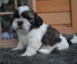 Small Photo #6 Shih Tzu Puppy For Sale in HONEY BROOK, PA, USA