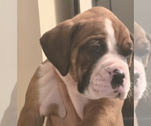 Boxer Puppy for sale in NORWICH, CT, USA