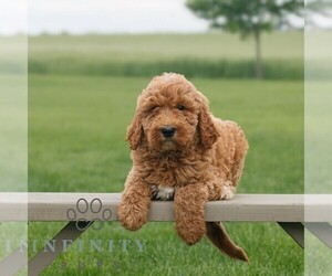 Goldendoodle Puppy for sale in NARVON, PA, USA