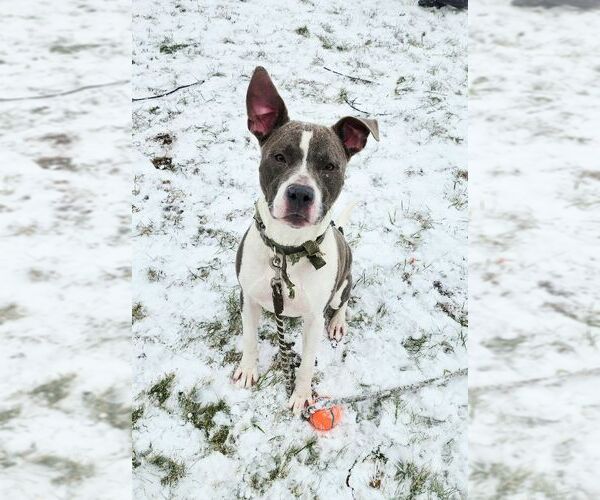 Medium Photo #2 American Pit Bull Terrier-Unknown Mix Puppy For Sale in Perth Amboy, NJ, USA