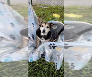 Maria Camila - Female Chihuahua-Unknown Mix Dog for Adoption - Photo #6