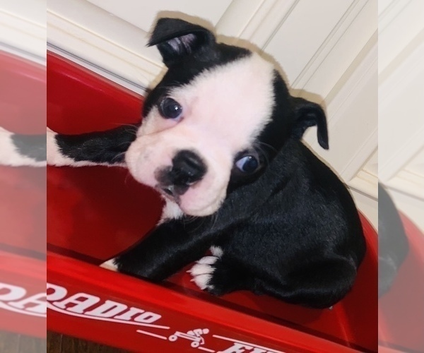 Medium Photo #1 Boston Terrier Puppy For Sale in LAUREL, MS, USA