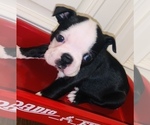 Small Photo #1 Boston Terrier Puppy For Sale in LAUREL, MS, USA