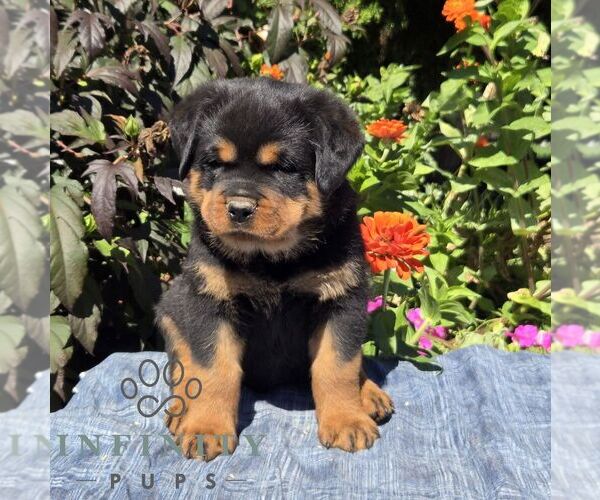 Medium Photo #5 Rottweiler Puppy For Sale in SHIPPENSBURG, PA, USA