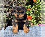 Nutmeg - Male Rottweiler Puppy for Sale - Photo #5