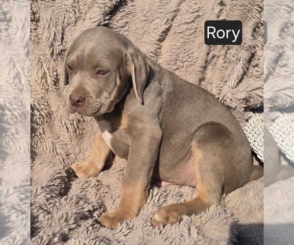 Medium Photo #4 Cane Corso Puppy For Sale in MINERAL WELLS, WV, USA