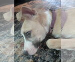 Small #3 Labrador Retriever Mix