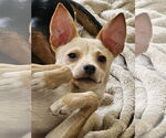 Small #1 Rat Terrier