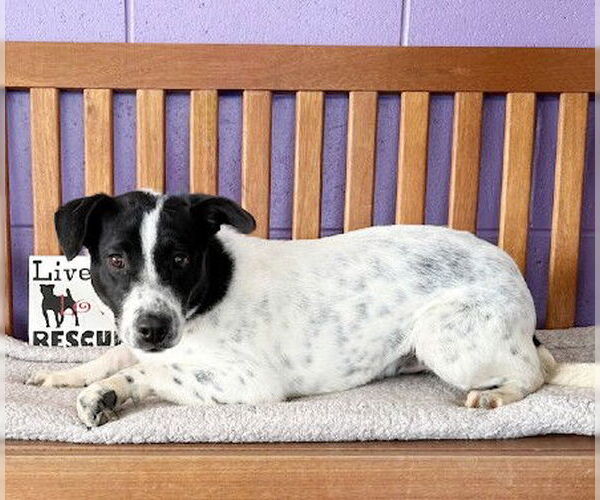 Medium Photo #3 Mutt Puppy For Sale in Genesee, WI, USA