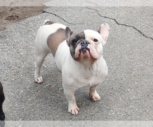 French Bulldog Dog for Adoption in PAWTUCKET, Rhode Island USA
