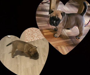 American Bully Puppy for sale in BROOKLYN, NY, USA