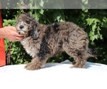 Small #9 Bernedoodle (Miniature) (+ Poodle Miniature)
