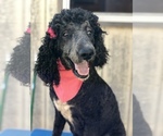 Small Photo #4 Poodle (Standard) Puppy For Sale in KISSIMMEE, FL, USA