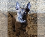 Puppy 3 Belgian Malinois