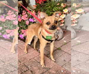 Chihuahua Dogs for adoption in New Orleans, LA, USA