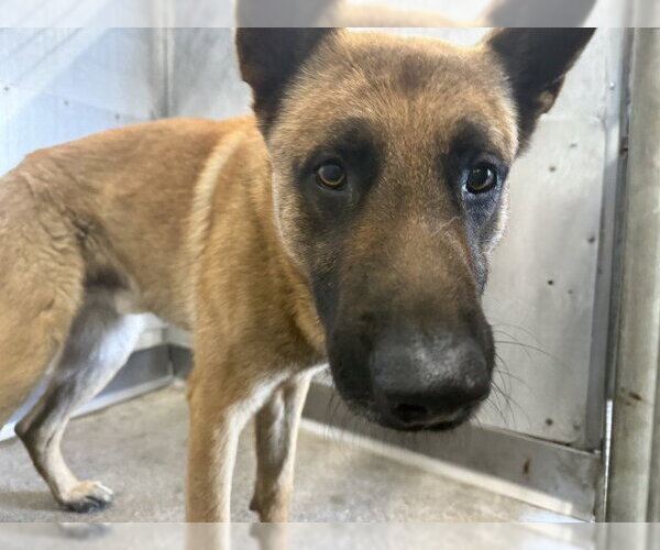 Medium Photo #1 Mutt Puppy For Sale in San Bernardino, CA, USA