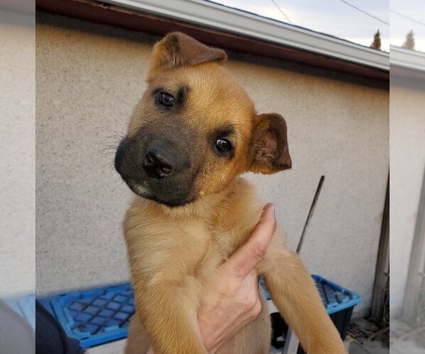 Medium Photo #1 Huskies -Unknown Mix Puppy For Sale in Calgary, Alberta, Canada