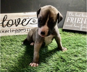 Great Dane Puppy for sale in BANGOR, WI, USA