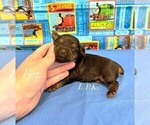 Small #4 Yorkshire Terrier