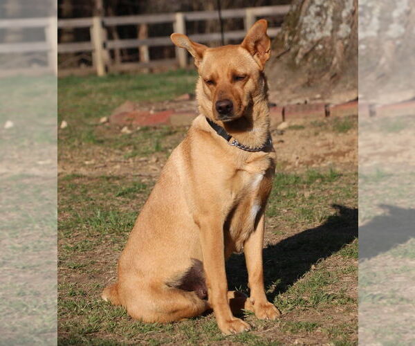 Medium Photo #2 Feist Terrier-Unknown Mix Puppy For Sale in Aurora, IN, USA