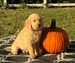 Puppy Bobby Golden Retriever
