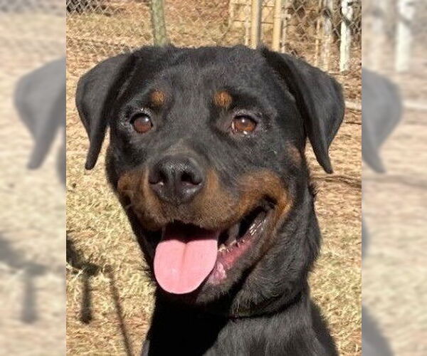 Medium Photo #1 Rottweiler Puppy For Sale in Hillsboro, NH, USA