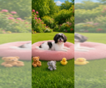Small Photo #4 Shih Tzu Puppy For Sale in Weston, FL, USA