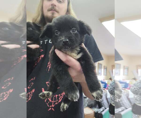 Medium Photo #4 Border Collie-Unknown Mix Puppy For Sale in Martinsburg, WV, USA