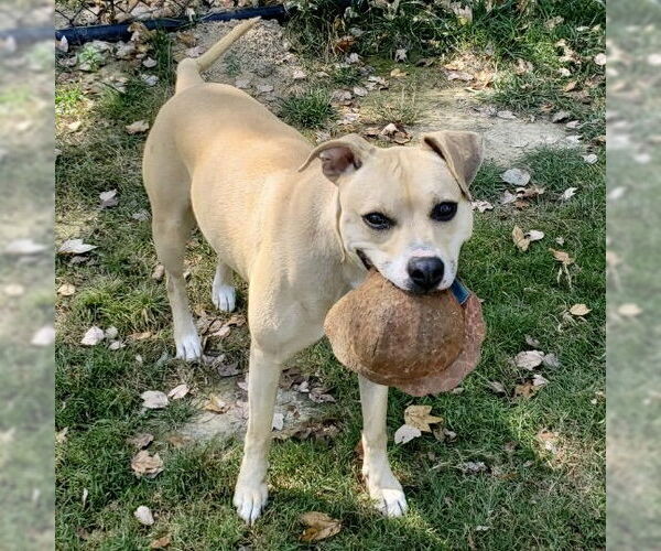 Medium Photo #8 Black Mouth Cur-Whippet Mix Puppy For Sale in Batavia, OH, USA