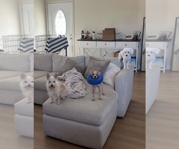 Medium Photo #2 Chihuahua Puppy For Sale in Dana Point, CA, USA