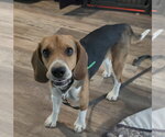Small #7 Beagle