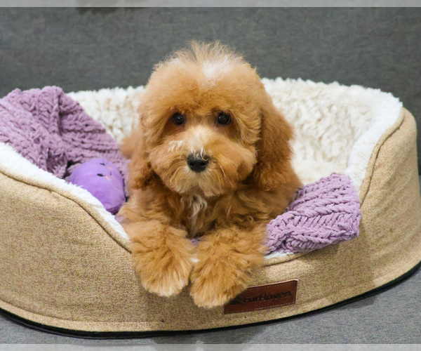 Medium Photo #3 Cavapoo (Miniature) Puppy For Sale in SYRACUSE, IN, USA