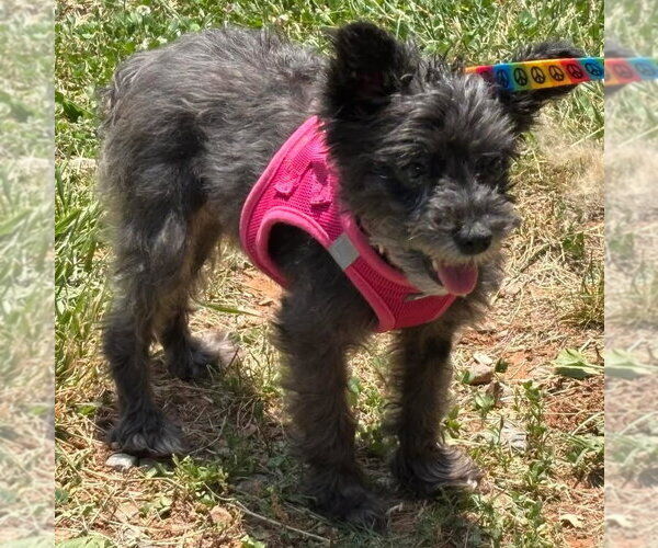 Medium Photo #3 Mutt Puppy For Sale in Rustburg, VA, USA