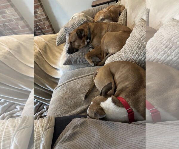 Medium Photo #5 Chihuahua-Unknown Mix Puppy For Sale in Doylestown, PA, USA