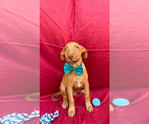 Labrador Retriever-Unknown Mix Dogs for adoption in NYC, NY, USA