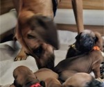 Small #7 Rhodesian Ridgeback