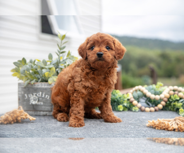 Medium Photo #2 Cavapoo Puppy For Sale in LYKENS, PA, USA
