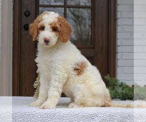 Goldendoodle Puppy for sale in NARVON, PA, USA