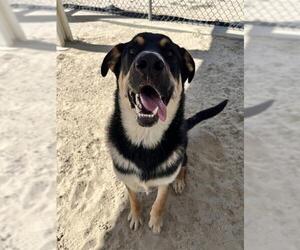 Shepweiller Dogs for adoption in Riverside, CA, USA