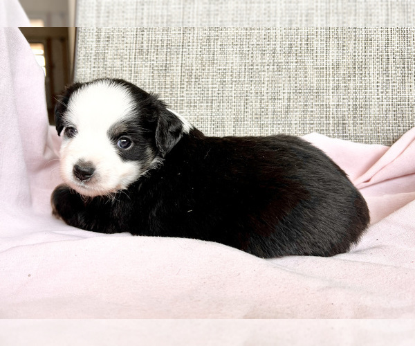 Medium Photo #6 Miniature Australian Shepherd Puppy For Sale in BEATTY, OR, USA