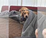 Small #1 Chiweenie