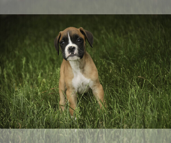 Medium Photo #6 Boxer Puppy For Sale in SHIPSHEWANA, IN, USA