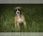 Small #5 Boxer