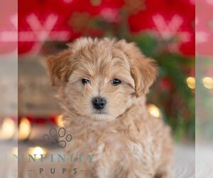 Maltipoo Puppy for sale in MILL HALL, PA, USA