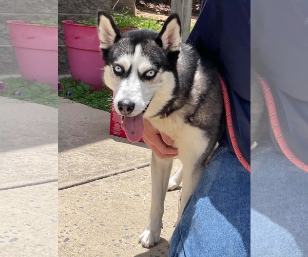 Medium Photo #1 Siberian Husky Puppy For Sale in Low Moor, VA, USA