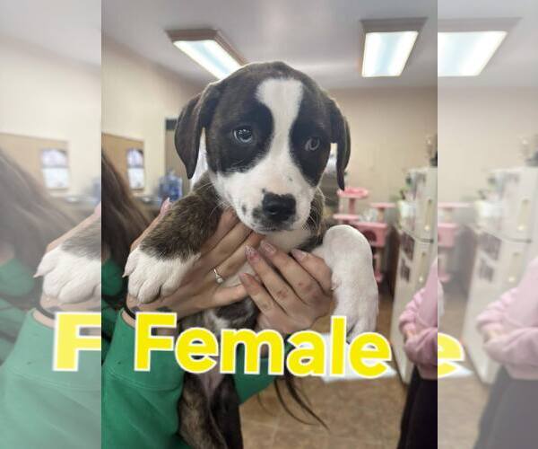 Medium Photo #1 Mutt Puppy For Sale in Martinsburg, WV, USA