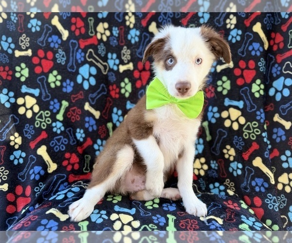 Medium Photo #4 Miniature Australian Shepherd Puppy For Sale in LAKELAND, FL, USA