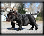 Small Photo #3 American Bully Puppy For Sale in CHESAPEAKE, VA, USA